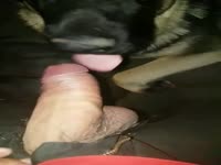 Gay’s dick got sucked by a dog beastiality taboo